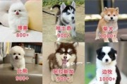 比熊一般多少钱一只？最新价格分析及购买指南