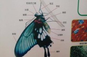蝴蝶独特的头、胸、腹构造,蝴蝶栖息群居与集中取食的习性