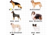 狗狗智商排名1到100准吗？看完这份榜单再下定论！