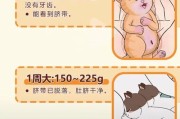 猫怀孕周期的计算方法,猫怀孕周期从什么时候开始算