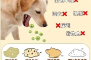 宠物狗呕吐怎么办(宠物狗呕吐是什么原因引起的)
