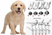 拉布拉多犬如何看纯不纯(拉布拉多犬怎么看品质)