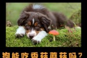 狗能吃香菇吗有毒吗,狗能吃香菇吗为什么