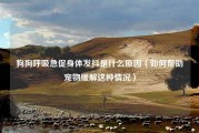 狗狗呼吸急促身体发抖是什么原因（如何帮助宠物缓解这种情况）
