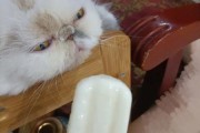 发烧能吃雪糕吗,猫可以吃雪糕冰淇淋吗巧克力味的