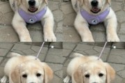 拉布拉多疫苗重要性解析：狂犬疫苗和三联疫苗的必要性