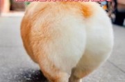 柯基屁股有异味？教你几招轻松解决臭味问题