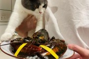猫能吃小龙虾(宠物猫能吃龙虾肉吗)
