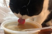 宠物猫可以吃绿豆吗,猫可以吃绿豆汤吗