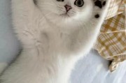 一只小猫能活多少年(银渐层猫能活多少年)