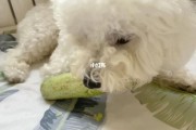 比熊能吃黄瓜吗为什么,比熊能吃黄瓜吗怎么吃