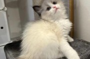 布偶猫可以吃南瓜吗,两个月小猫可以吃南瓜吗