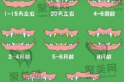 狗狗几个月前门齿开始换牙,小狗换牙期从什么时间开始到什么时候结束