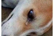 狗嚎叫有什么预兆像哭的一样,家里狗嚎叫有什么预兆