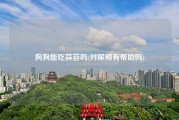 狗狗能吃蒜苔吗(对尿频有帮助吗)