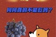 狗吃葡萄为什么会中毒(狗吃葡萄干)
