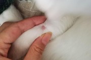 猫手臂上有个凸起的肉球,猫手游交易平台