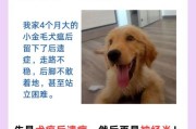 狗瘟的症状与治疗方法,狗瘟的症状会传染人吗