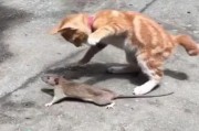 猫为什么抓老鼠吃,猫为什么抓老鼠的原理
