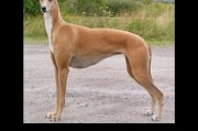 灵缇犬作为宠物的优点,灵缇犬不适合新手饲养的原因