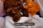 泰迪狗狗拉肚子怎么办,2个月小狗拉肚子怎么办