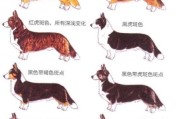 揭秘卡迪根柯基黄色毛发之谜，这种颜色真的很少见吗？