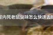 老鼠吃什么会立马死掉,老鼠吃什么能毒死