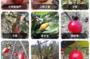 老鸦柿赤兔品种,垂耳兔品种