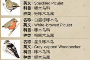 小鸟的名字怎么取洋气,小鸟的名字大全可爱