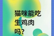 猫能吃鸡肉吗煮熟,猫能吃鸡肉吗为什么