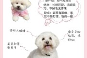 比熊有体味吗？揭秘比熊体臭的真相与护理要点