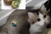 猫咪可以吃猕猴桃吗(宠物猫能吃猕猴桃吗)
