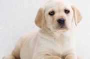 小拉布拉多犬图片 幼犬(拉布拉多幼犬的图片)