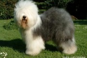 什么大中型犬最适合女人用,什么狗适合男人养晚上用的狗