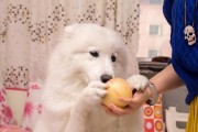 泰迪可以吃梨吗怎么吃,泰迪可以吃梨吗0