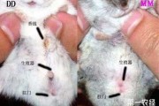 仓鼠冷了的症状,如何判断仓鼠是否冷