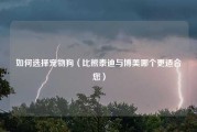 如何选择宠物狗（比熊泰迪与博美哪个更适合您）