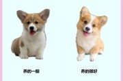柯基突然不活泼？可能是这些原因在作怪