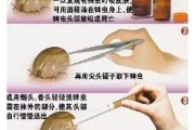 家里有蜱虫怎么去除简单方法,家里有蜱虫幼虫怎么办