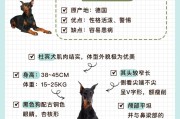 小杜宾和小鹿犬的区别,小杜宾犬的优点和缺点