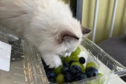 猫能吃提子吗为什么,猫咪能不能吃提子