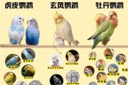 玄凤鹦鹉寿命一般在多少年左右,玄凤鹦鹉