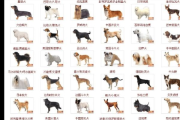 大型犬种类大全图片及名称,大型犬种图片