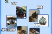 乌龟感冒可以自愈吗(乌龟感冒了怎么治疗)