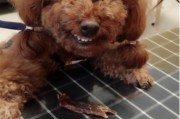 狗狗忌口的食物一览表(泰迪狗狗能吃西瓜吗)