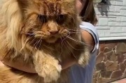 体型最大的猫品种排行(体型最大的猫是什么品种)
