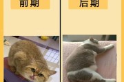 猫鼻支的症状和治疗方法(猫鼻支的症状图片)