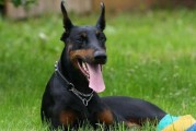 杜宾犬打架厉害吗,杜宾犬打架怎么样