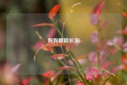 狗狗眼睑长泡