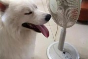 狗怕热吗夏天,狗怕热吗可以承受多少度
